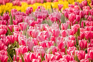 Fresh tulips and green leaves in the garden