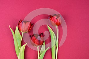 Beautiful red tulips isolated on a pink background top view stock images