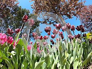 Fresh tulips in warm sunlight