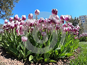 Fresh tulips in warm sunlight