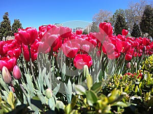 Fresh tulips in warm sunlight