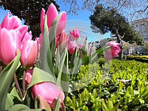 Fresh tulips in warm sunlight