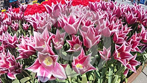 Fresh tulips in warm sunlight