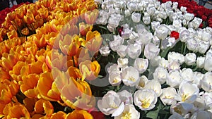 Fresh tulips in warm sunlight