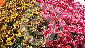 Fresh tulips in warm sunlight