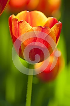 Fresh tulips in warm sunlight