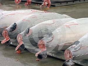 Fresh tuna for auction at tsukiji fish market