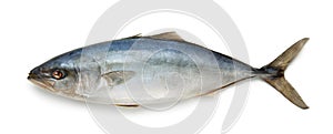 Fresh tuna fish