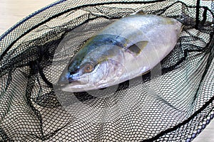 Fresh tuna fish has got to the net