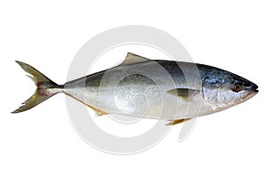 Fresh tuna fish isolated