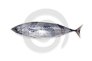 Fresh tuna fish isolated on a white background