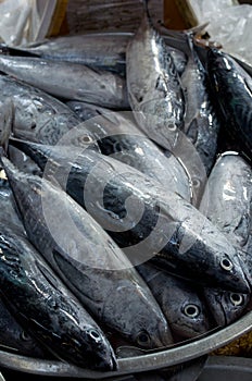 Fresh Tuna fish at the market