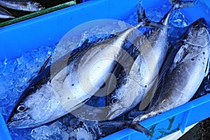 Fresh Tuna at Fish Market photo