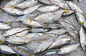 Fresh tuna fish in market. Fresh mackerel fish at the seafood market, Traditional fish in market. Soft focus .