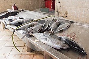 Fresh tuna Fishmarket Sal Rei Cape Verde photo