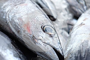 Fresh tuna, just fished. photo
