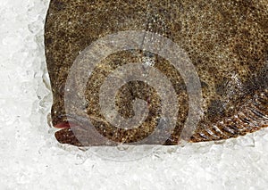 FRESH TURBOT scophthalmus maximus ON ICE