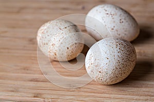 Fresh turkey eggs