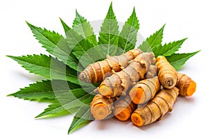 Fresh Turmeric Root with Neem Leaves Isolated on White Background