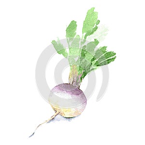 Fresh turnip with leaves for a healthy diet. Watercolor sketch. Isolated. Vector