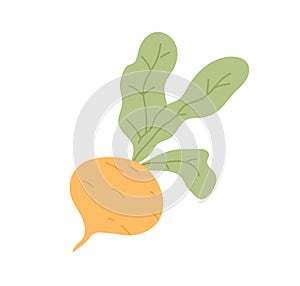 Fresh turnip with leaves. Icon of swede tuber with tops. Raw root vegetable. Flat vector illustration of natural veggie photo