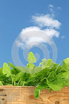 Fresh turnip tops (turnip greens)