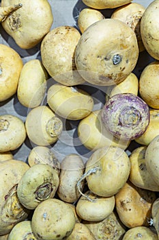 Fresh turnips on the counter in a supermarket. Healthy foods and vegetarianism. Close-up. TOP view. Vertical
