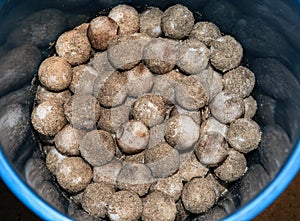 FRESH TURTLE EGGS IN A BUCKET