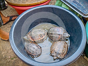 Fresh turtles for sale in Cambodia.