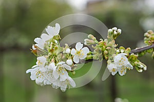 A fresh twig blooming tree, a background of soft defocus.