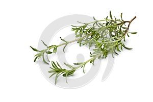 Fresh twig of Winter savory