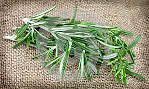 Fresh twigs of rosemary