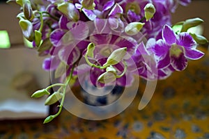 Fresh two-tone color, purple and white, budding and blooming orchid flower arrangement in ceramic vase