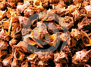 Fresh Tyrian purple snails