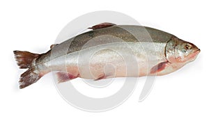 Fresh uncooked arctic char on a white background