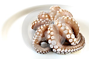 Fresh uncooked octopus in a plate