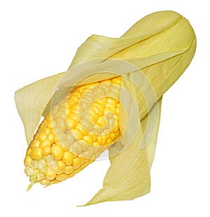 Fresh Uncooked Sweet Corn Cob