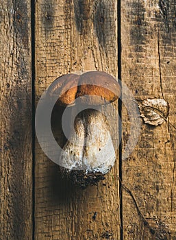 Fresh uncooked white forest mushroom on rustic wooden background