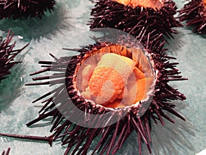 Fresh uni urchin egg at fish market in japan