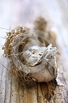 Fresh unpeeled garlic