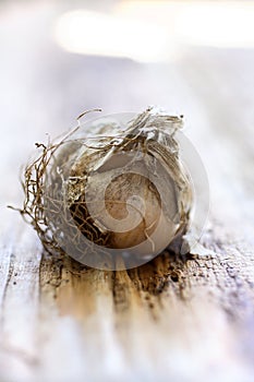 Fresh unpeeled garlic