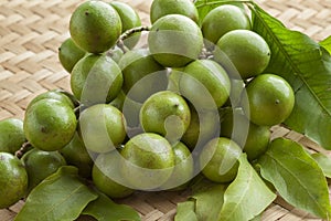 Fresh unpeeled quenepa fruit on a twig with leaves