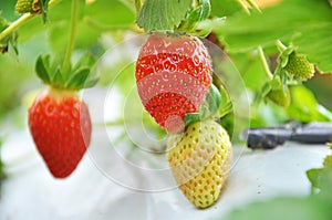 Fresh unpick strawberries at strawberry farm
