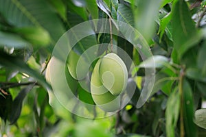 Fresh of unripe green mango fruit on the mango tree