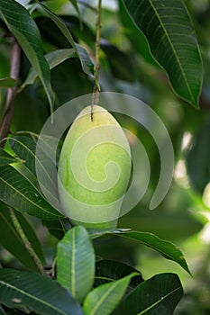 Fresh of unripe green mango fruit on the mango tree