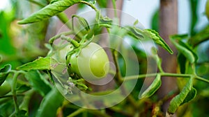 Fresh unripe green tomatoes hanging on the plants in agriculture field. Closeup tomato and vegetables in greenhouse with blurred