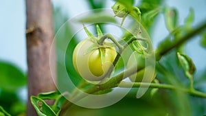 Fresh unripe green tomatoes hanging on the plants in agriculture field. Closeup tomato and vegetables in greenhouse with blurred