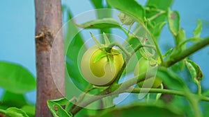 Fresh unripe green tomatoes hanging on the plants in agriculture field. Closeup tomato and vegetables in greenhouse with blurred