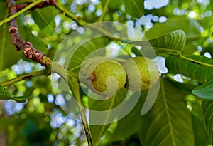 Fresh walnuts on tree