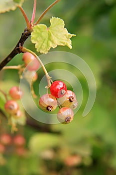 Fresh unripe red currant berries